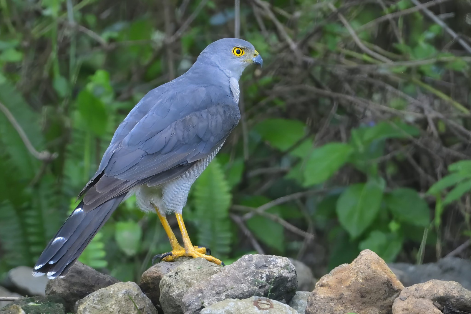 image African Goshawk
